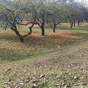 badamdarda tecili satilan evler: 48 sot, Kənd təsərrüfatı, Mülkiyyətçi, Bələdiyyə — 9