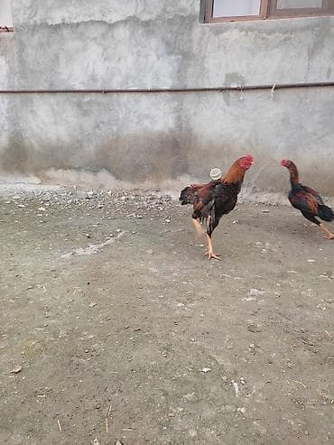 Məhsul: Uzunboy (Malay/Asil tipli) döyüş tipli xoruzlar Təsvir: -