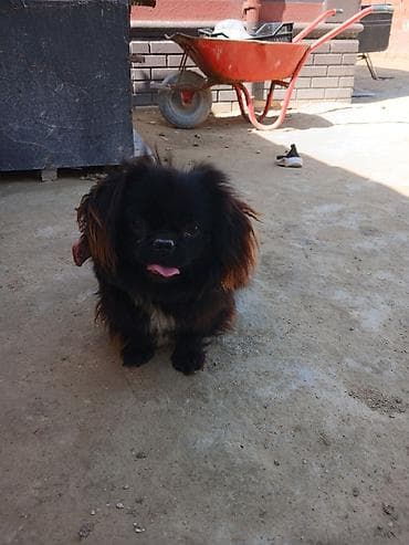 heyvanlar pişik: Pekines — 2