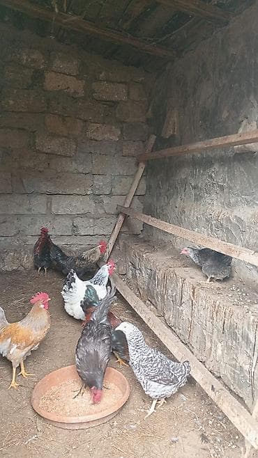 herati xoruz: Cavan aktiv. xoruzdar. satlır. ünvan Şüvəlan. qiymət. 18 man. son — 3