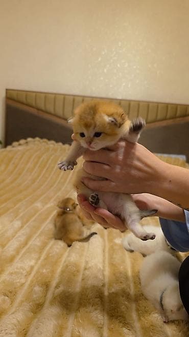 Britan lalafo.az -da Britan