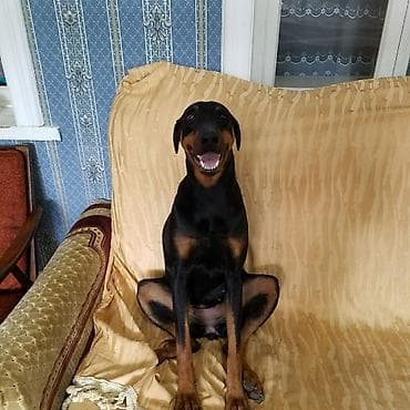 i̇tlər doberman: Doberman, 2 il, Dişi, Peyvəndli, Ünvandan götürmə, Pulsuz çatdırılma — 2