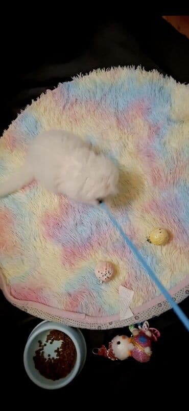 erkək pişik: Şinşilla, Erkək — 3