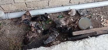 cucə badamdar: Məhsul: Cücə (ev quşu balaları) Təsvir: - Şəkillərdə müxtəlif rəngli — 6