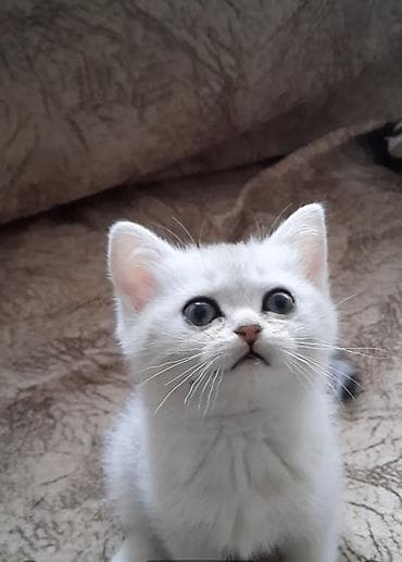 Britan, Erkək, Dişi, Ünvandan götürmə