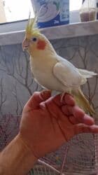 Информатика: Korellalar satılır. 3 dənədi 1 - i əl quşudu. Qəfəs qarışıqda — 1