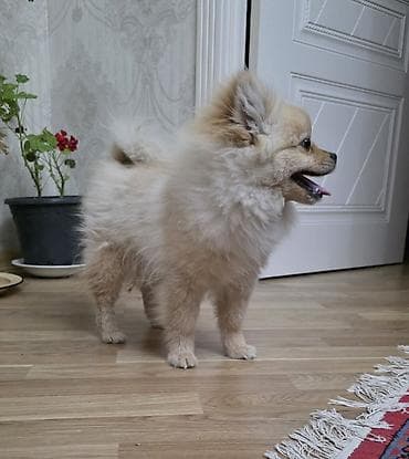 it ucun qurd dermani: Şpitz, 6 ay, Erkek, Peyvəndli — 5