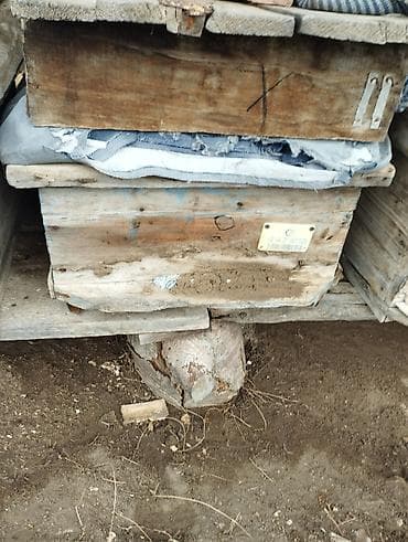 ucuz keci: Arıxana avadanlığı – taxta pətəklər və gövdələr - Məhsul: Arıçılıq — 10