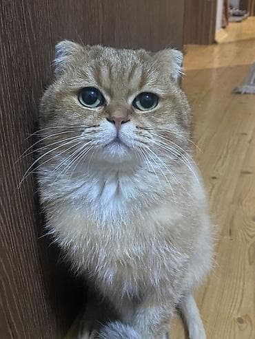 Qızıl şinşilla, Erkək, Cütləşmə üçün lalafo.az -da Qızıl şinşilla, Erkək, Cütləşmə üçün