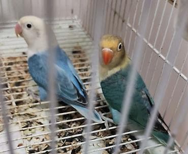 Məhsul: Sevda papağanları (lovebird) – 3 ədəd Təsvir: - Rənglər