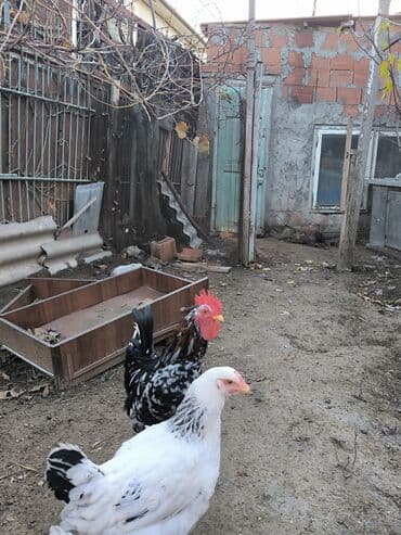 liqorin toyuqları: Toyuq, Damazlıq — 2