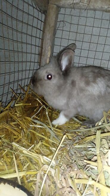 Qazlar: Karlik dovşanlari satılır bir dişi bir erkək dişi doğmalıdır qiymət — 2