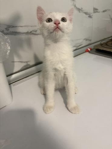 it pişik: Türk anqora, Yaxşı əllərə, Ünvandan götürmə — 3