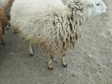 Птицы: Самец, лет: 2, Для разведения — 3