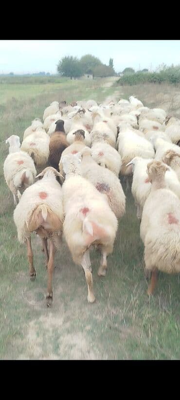 bakida cins ineklerin satisi: Dişi, il: 1, 50 kq, Damazlıq, Ünvandan götürmə — 15