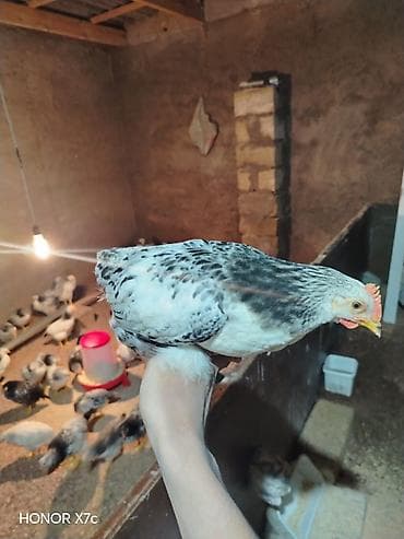 cucə vitaminləri: Toyuq, Damazlıq, Ünvandan götürmə — 3