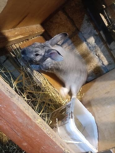 cücə yemi: Ev dovşanları – təsərrüfat və ya ev heyvanı üçün - Növ: ev dovşanları — 1