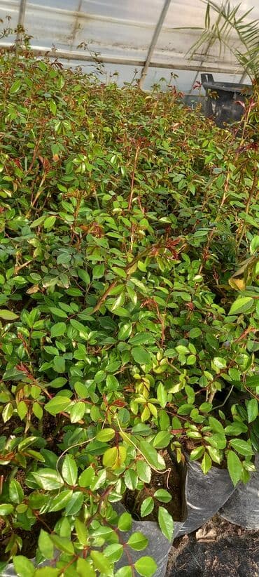 sarmaşiq: Ağ sarmaşıq qızıl gül gözəl görnümlü çox sürətlə böyüyür — 3