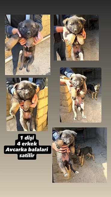 i̇t kanqal: Alman çoban iti, Erkek, Peyvəndli — 7