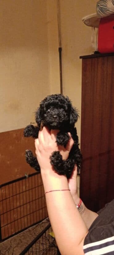 chappi it yemi: Pudel, 2 ay, Dişi, Peyvəndli, Ödənişli çatdırılma — 2