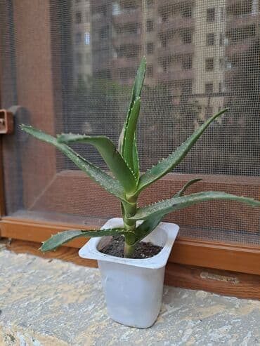 Təmir və tikinti: Алое саженцы — 4