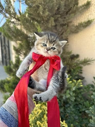 Heyvanlar üçün mallar: Britan — 5