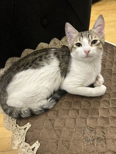 Digər heyvanlar: Yaxşı əllərə — 2