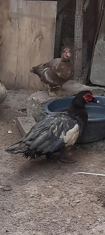 Musk ördəkləri (indo-ördəklər) - Cins: musk/indo-ördək - Rənglər