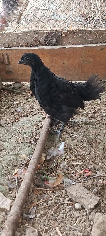 xoruzlar: ❗Təcili satiram❗ayam cemani ilə astroloq qarişiği 2 xoruz 1 fere — 5