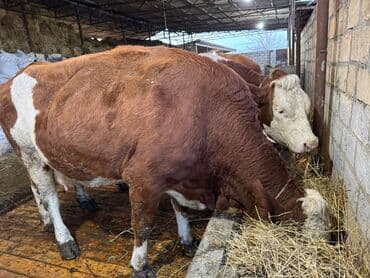 inək öd daşı: Temiz smental disi bogaz heyvanlardi tam saglam.avustralya smentali — 2