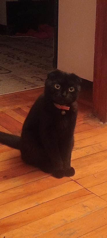 yumru akvaryum: Dişi Şotlant 10 Ayliqdi İlk defe Çütleşecek Baximlari Dermanlari — 4