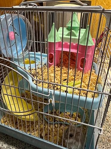 Hamster ve iki mərtəbəli qəfəs dəsti Satiram cunki nece lazimdi baxa