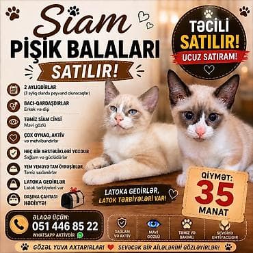 Siam lalafo.az -da Siam