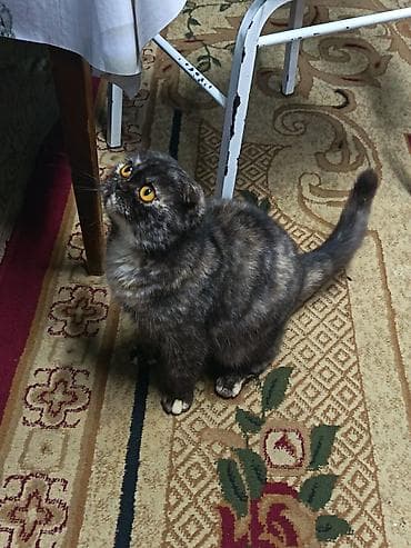 qold pişik: Şotland yastı qulaq, Dişi — 1