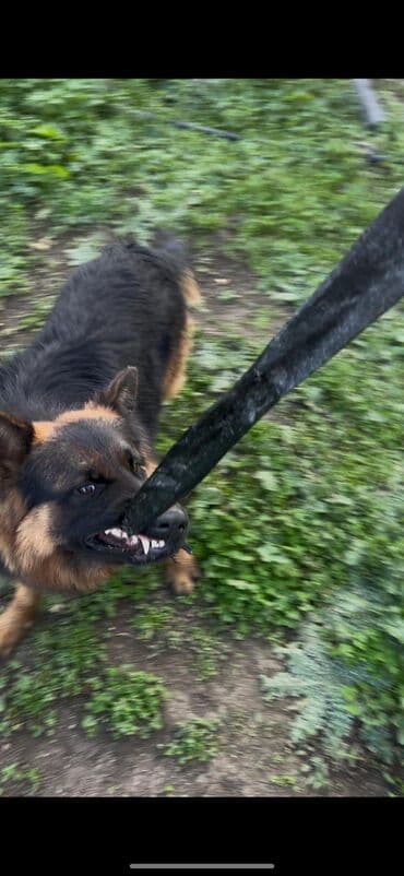 alman coban iti qiymeti: Alman çoban iti, 1 il, Erkek, Peyvəndli, Ünvandan götürmə — 5