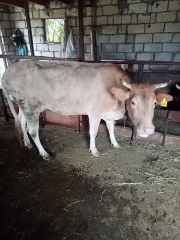 cins inekler: Satişa iri buynuzlu heyvan saqlan iney iki qarın doqnuş ve q0un quzu — 2