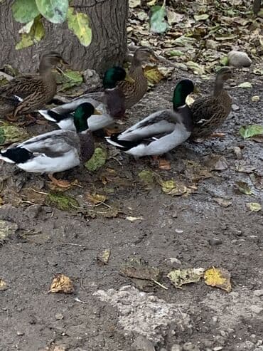 Salam aleykum yaşılbaş çöl ördəyləri başladı satışa saglam MA ŞA ALLAH lalafo.az -da Salam aleykum yaşılbaş çöl ördəyləri başladı satışa saglam MA ŞA ALLAH