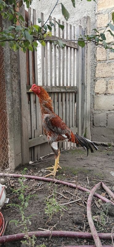 quş yuvaları: Uzunboylu, güclü gövdəli döyüş tipli xoruz. - Rəng: qırmızı-qəhvəyi — 2