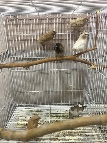 Quşlar: 6 ede quwdu baxa bılmırem dıye satıram 1-15 azn 6sı-70 azn Qefes — 4