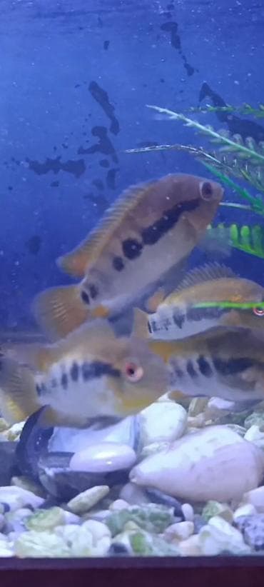 Balıqlar: Cixlid balığı, Yırtıcı — 2