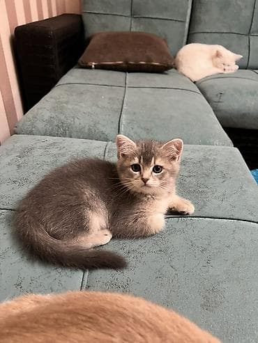 bala pişiklər: Britan, Erkək, Yaxşı əllərə, Ödənişli çatdırılma — 3