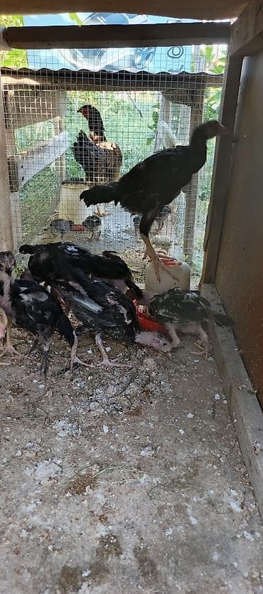 danisan quslar: 2 aylıq 1 ay yarımlıq heyratı colpalar satılır 2 aylıqlar 20 manat 1 — 5