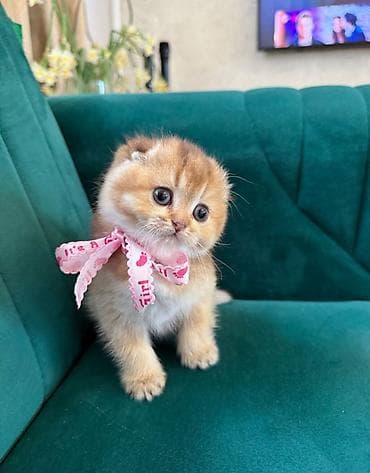 afcarka balası: Şotland, Pulsuz çatdırılma — 1