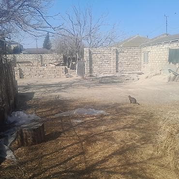 Mənzillər: 4 sot, Kupça (Çıxarış) — 5
