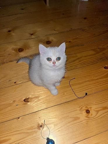 İtlər: Britan — 8