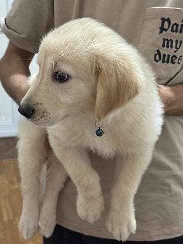 itlerin satışı: Retriever, 4 ay, Erkek — 1