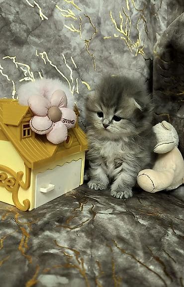 британская шиншилла: Шиншилла — 4