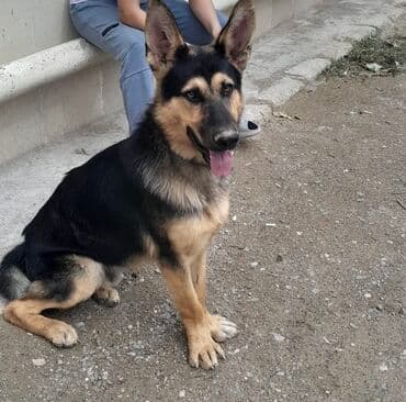 Alman çoban iti, Erkek