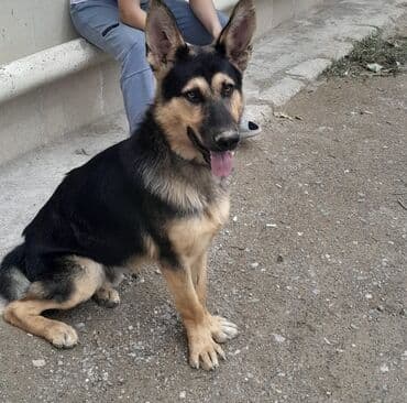 купить хаски щенка: Alman çoban iti, Erkek — 1