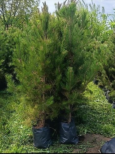 alça ağacı: Eldar şamı ( kökü tutmuş) qabda hazır əkim üçün Satılır Eldar şamı — 2